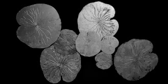 Seven circular, textured patterns resembling lily pads or fossilized leaves are spread out against a solid black background. The designs feature intricate vein-like structures and vary in size.