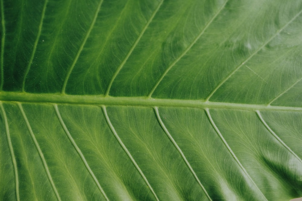 photo of green leaf