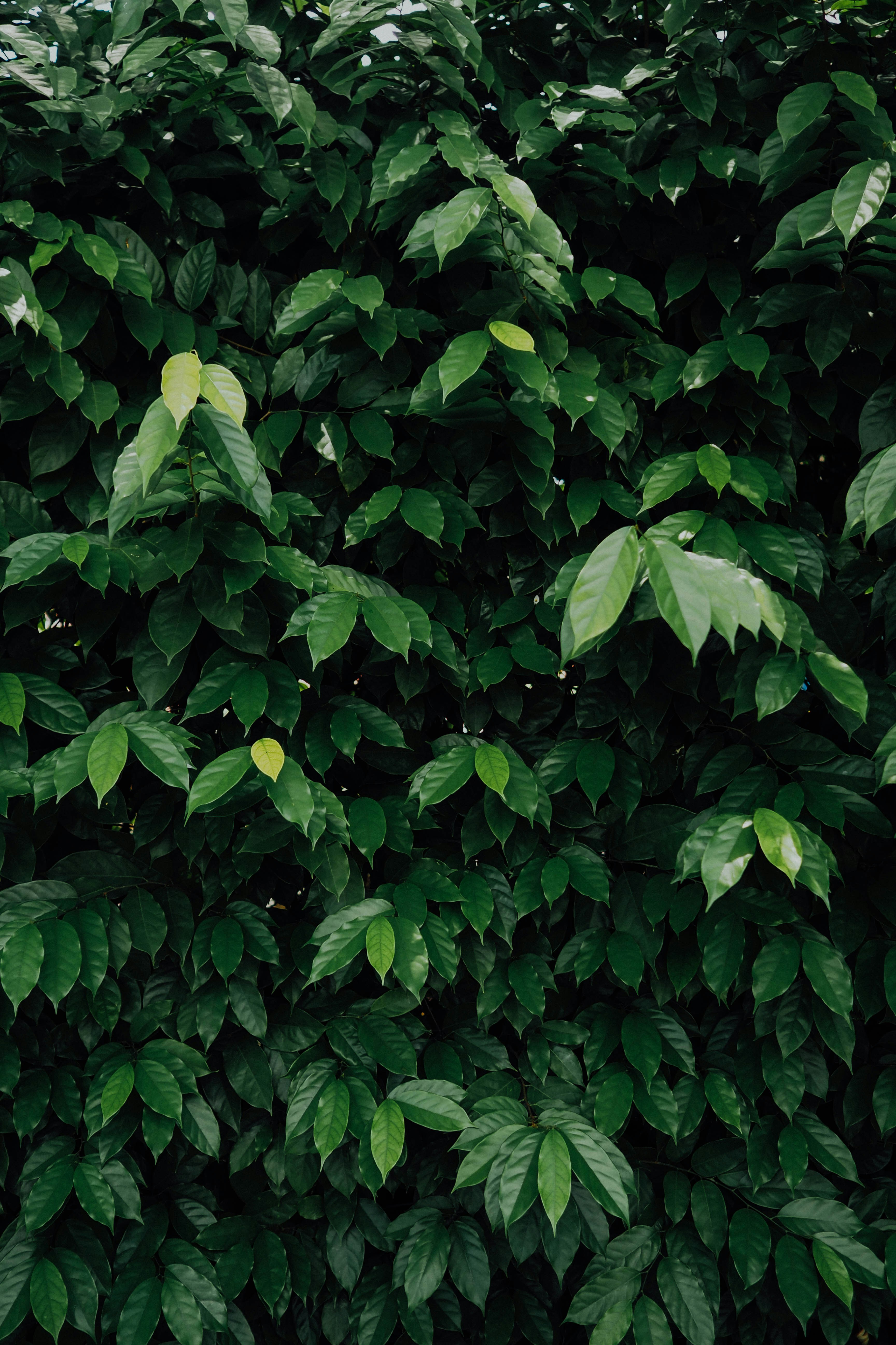 Photo by chuttersnap