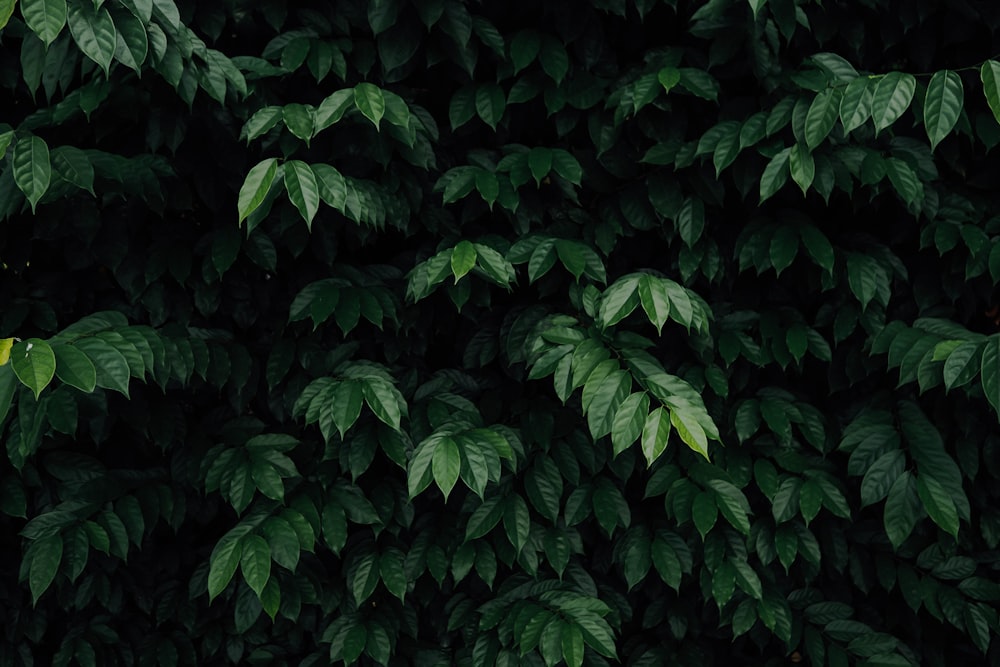 green-leafed tree