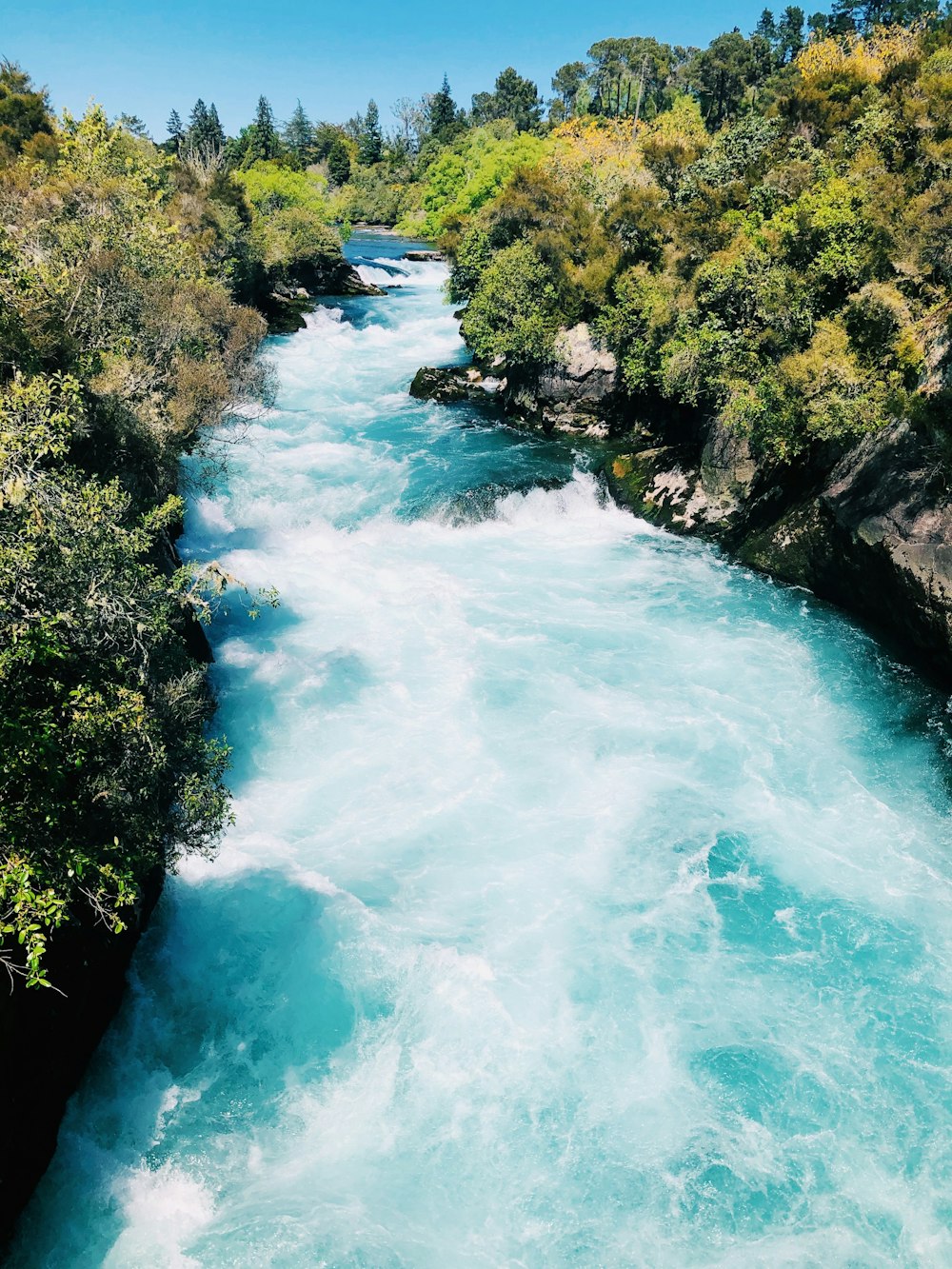 river in forest