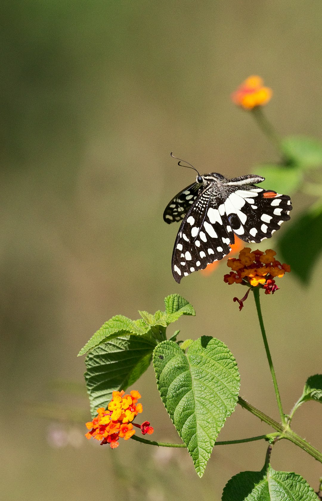 black and white butterfly