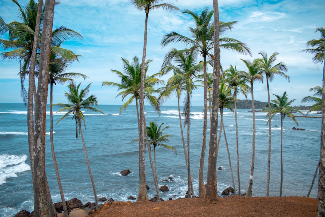 Tropics photo spot Mirissa Beach Koggala