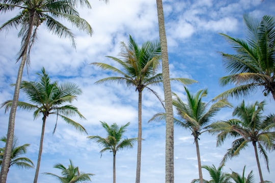 low angle photo of coconut trees in Mirissa Sri Lanka
