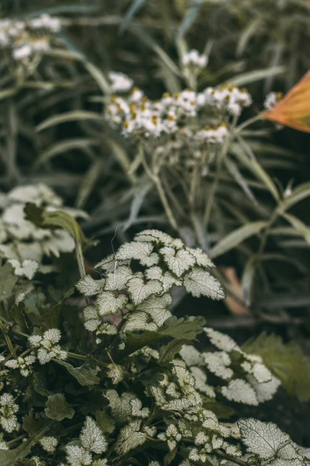 白い葉の植物の写真 Unsplashで見つけるグレーの無料写真