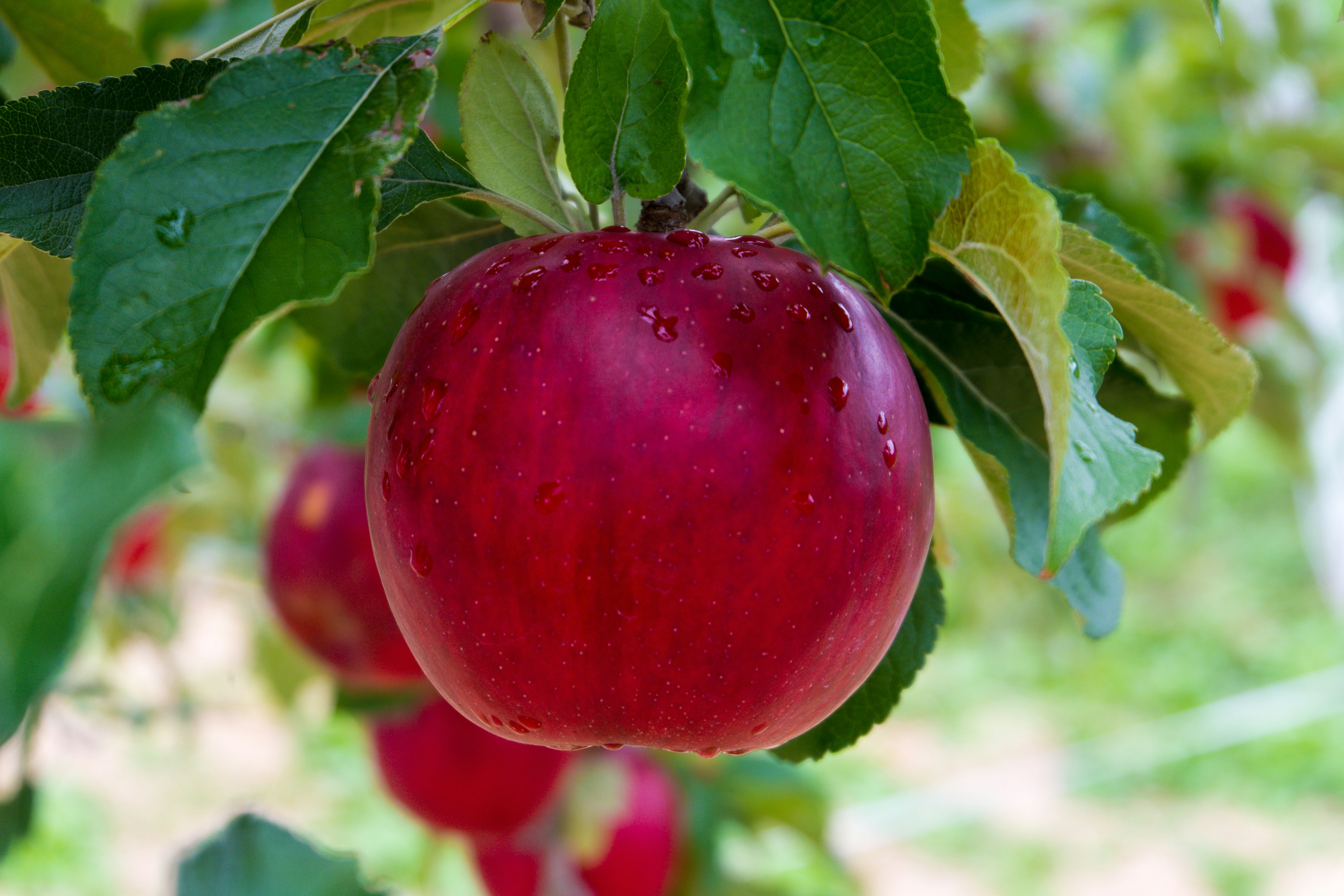 Apple picking after rain at orchard