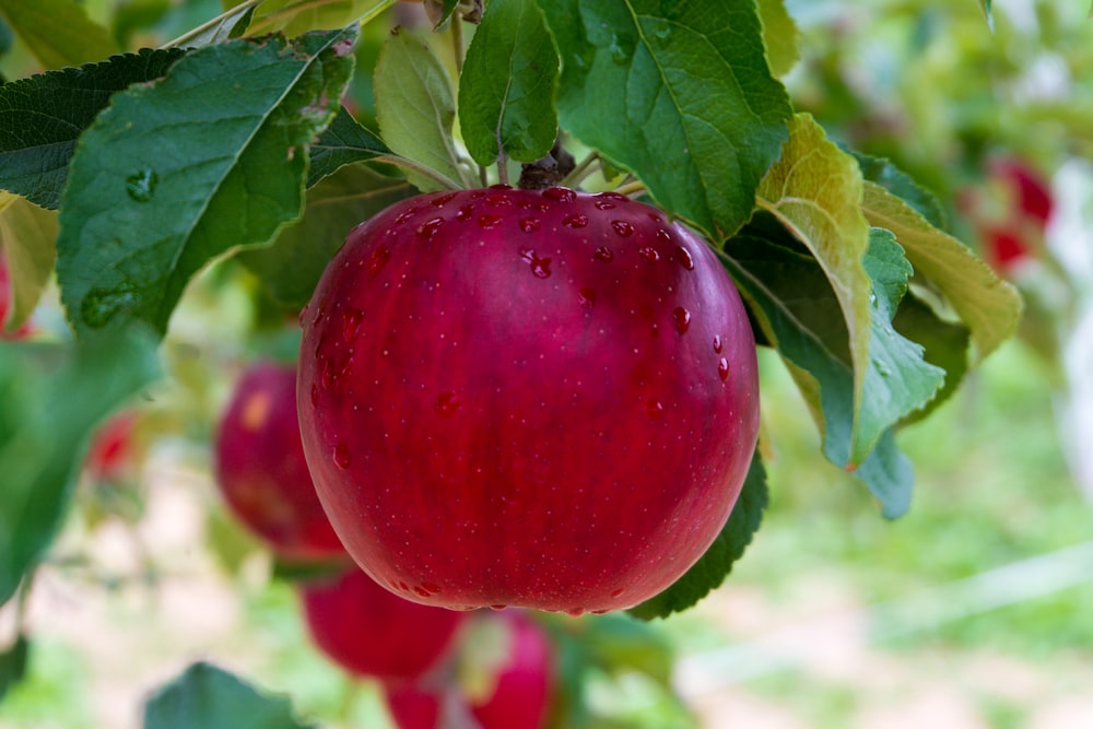 red apple