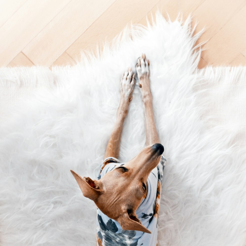 dog sitting down in white area rug