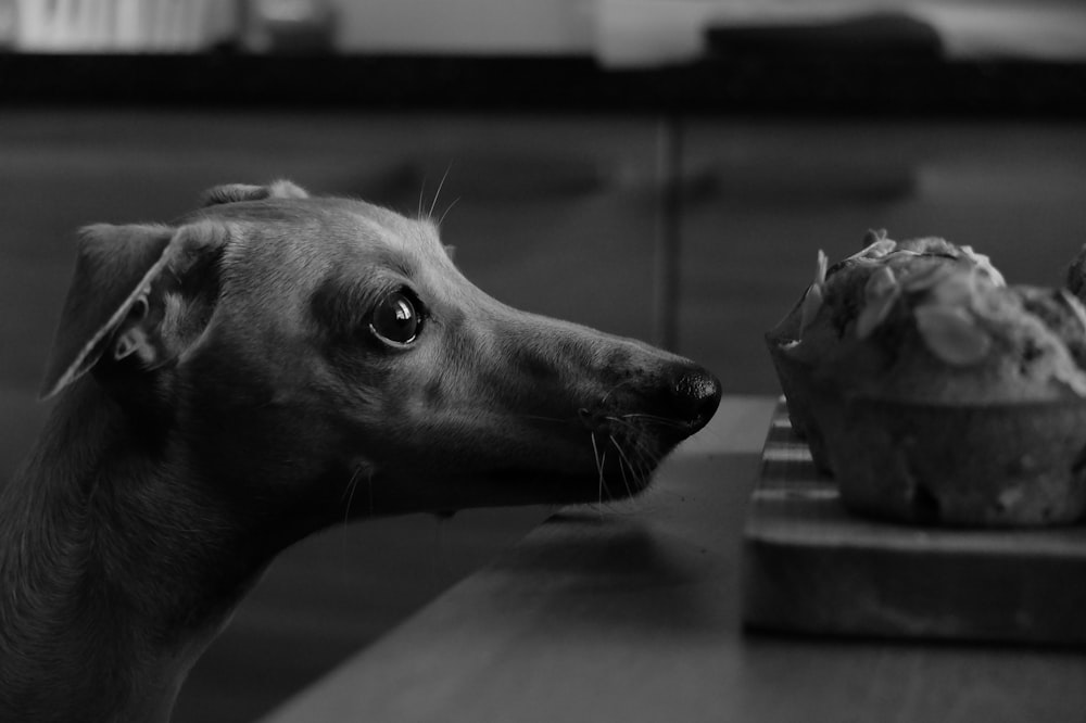 dog standing beside table