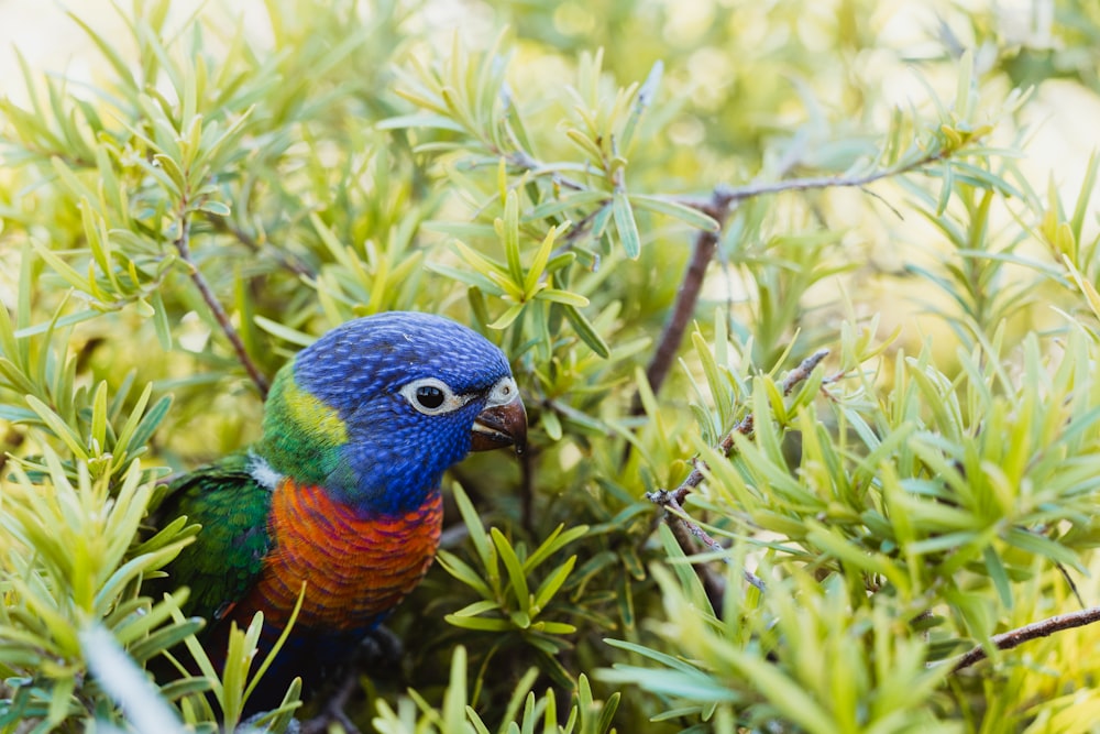 blue and green bird on green plant