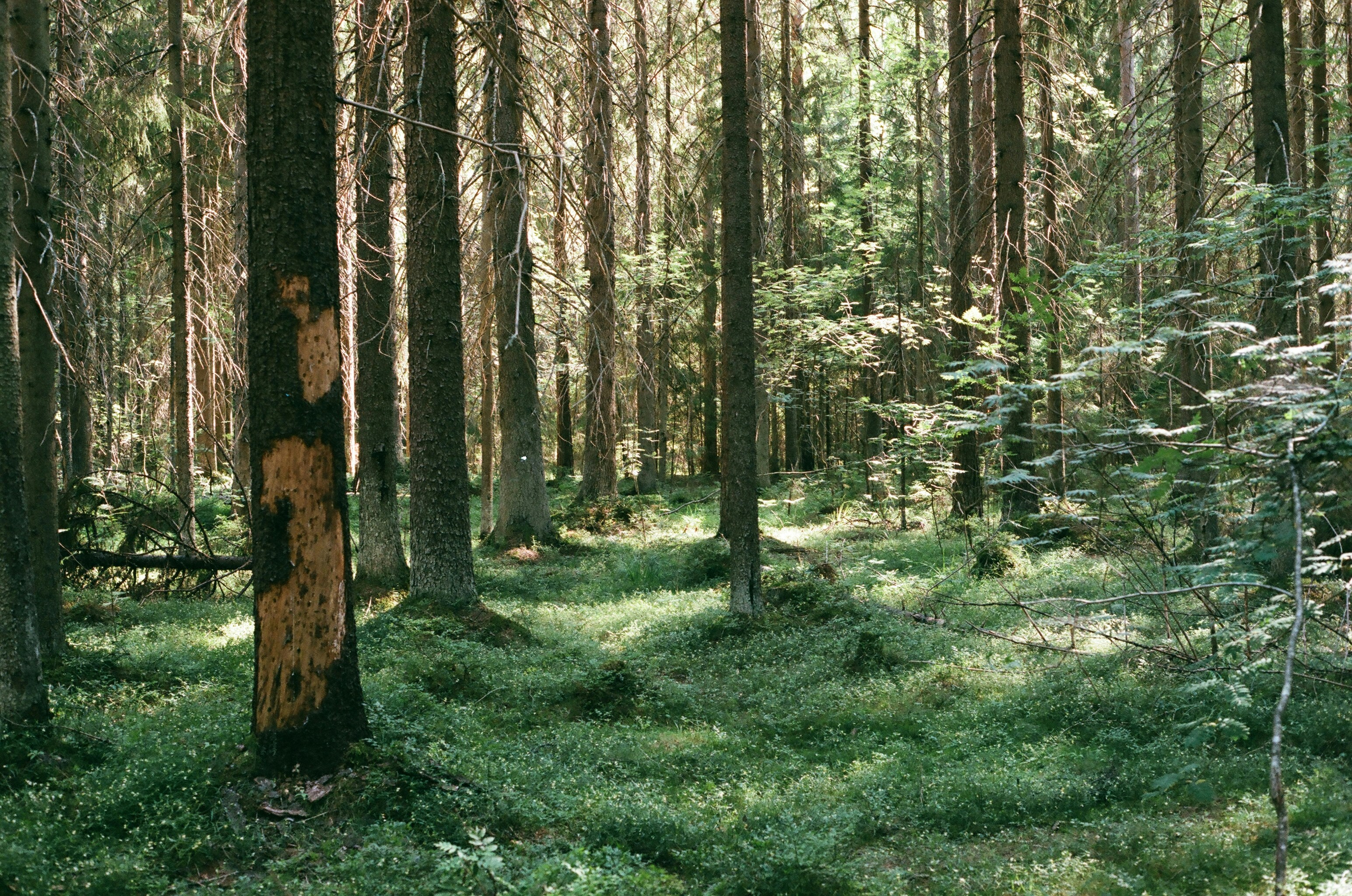 green trees in the forest during daytime