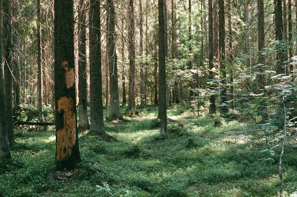 arbres verts dans la forêt pendant la journée