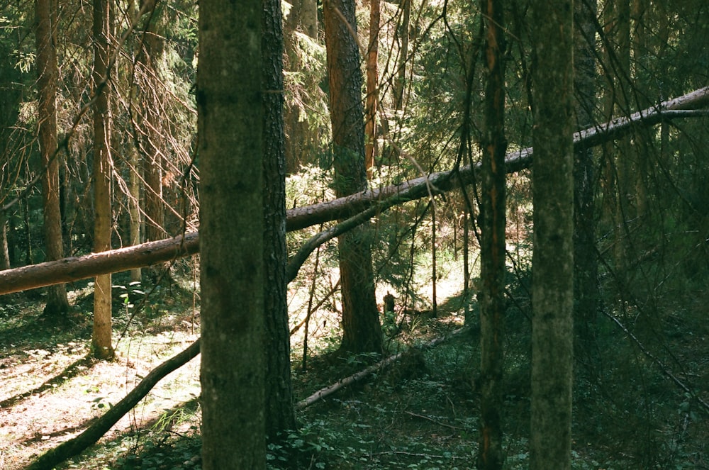 árvore caída na floresta