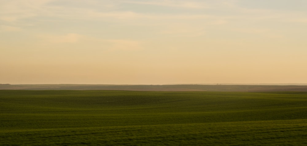 green plain field