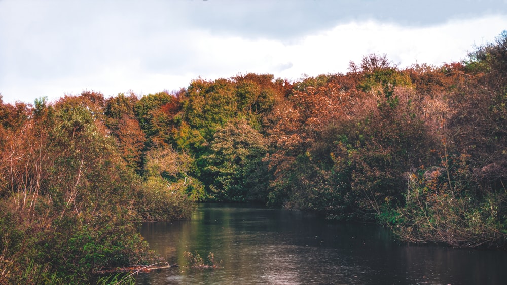 body of water between green trees