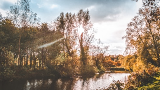 A scenic view of a tranquil river surrounded by lush greenery.