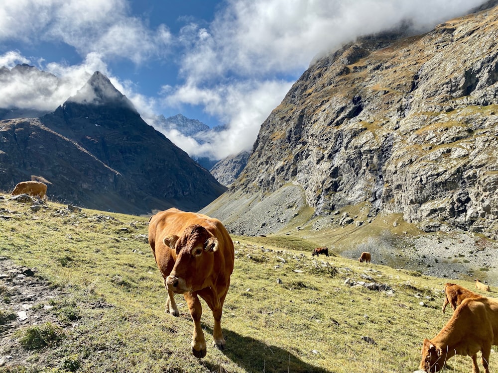 several brown cows in the mountain