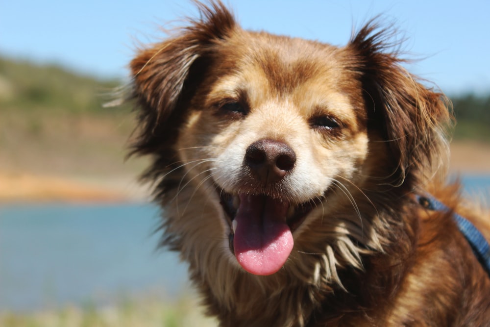 brown short-coated dog