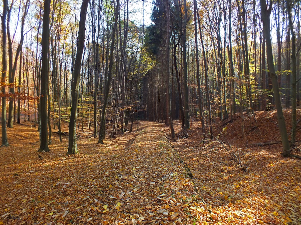 green-leafed trees during daytime