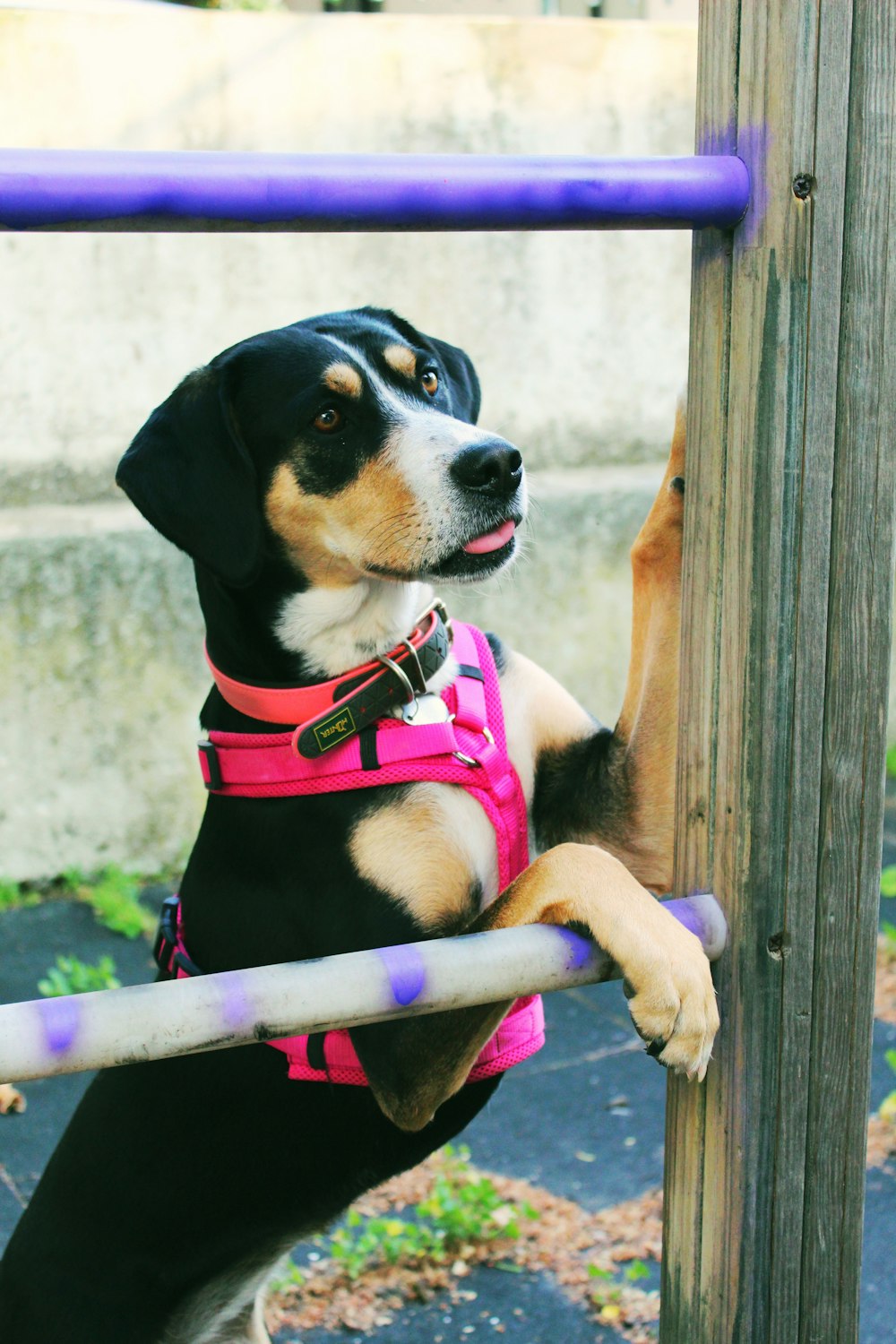 black and brown short-coated dog