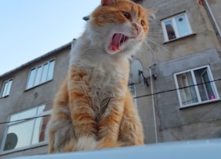 white and orange tabby cat