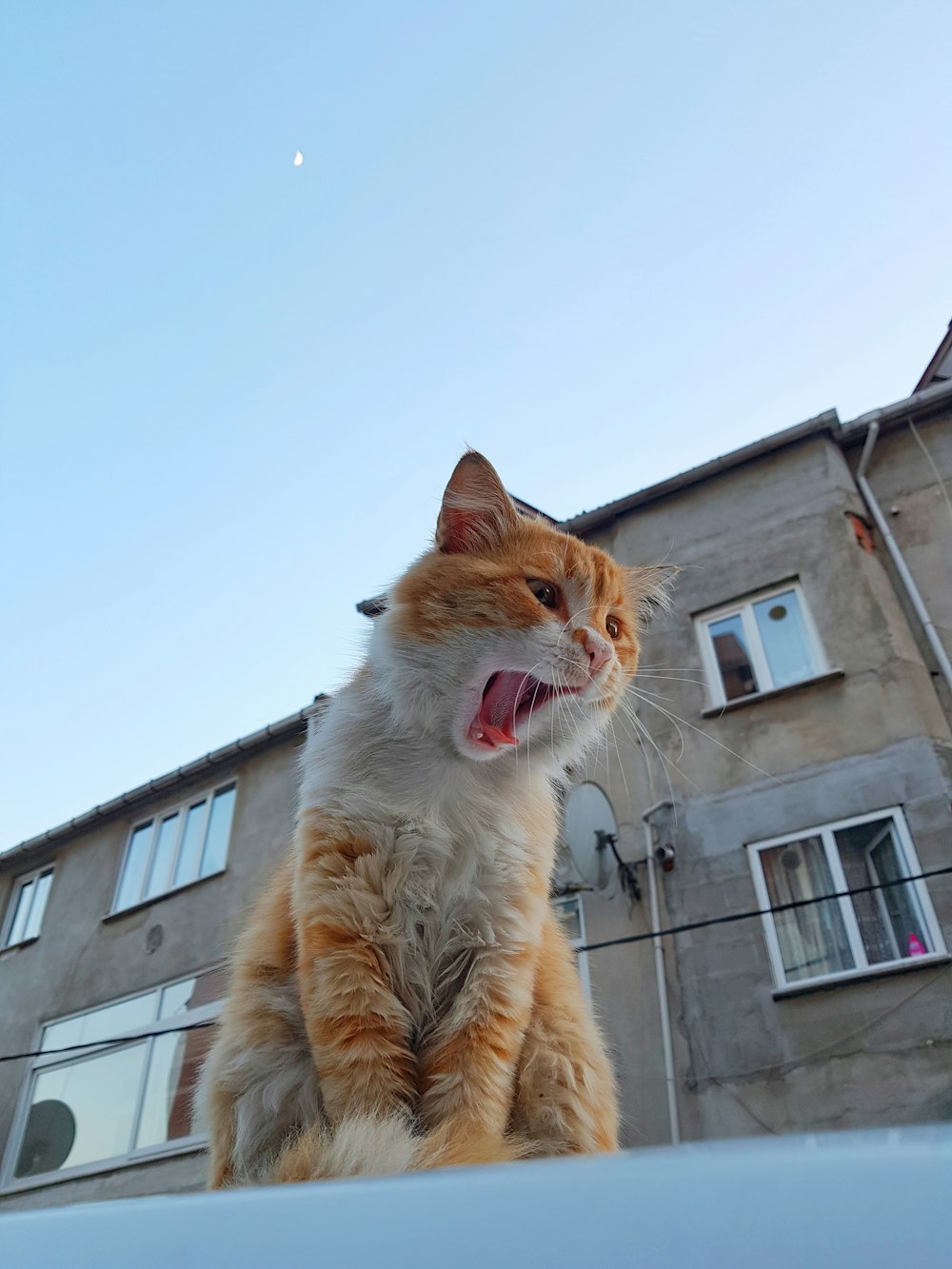 white and orange tabby cat