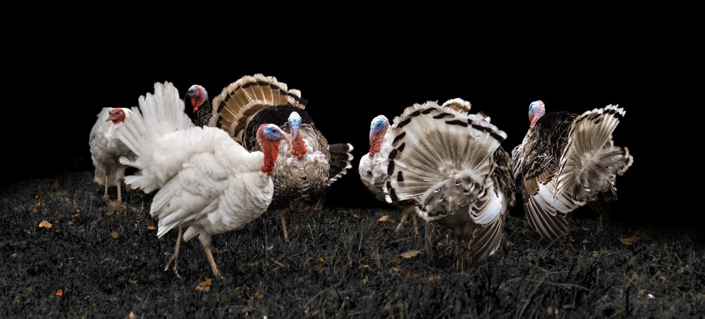 several white peacocks