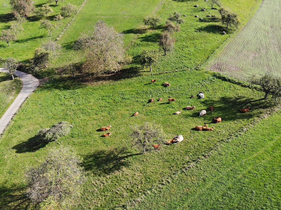 aerial photography of animals in green pasture