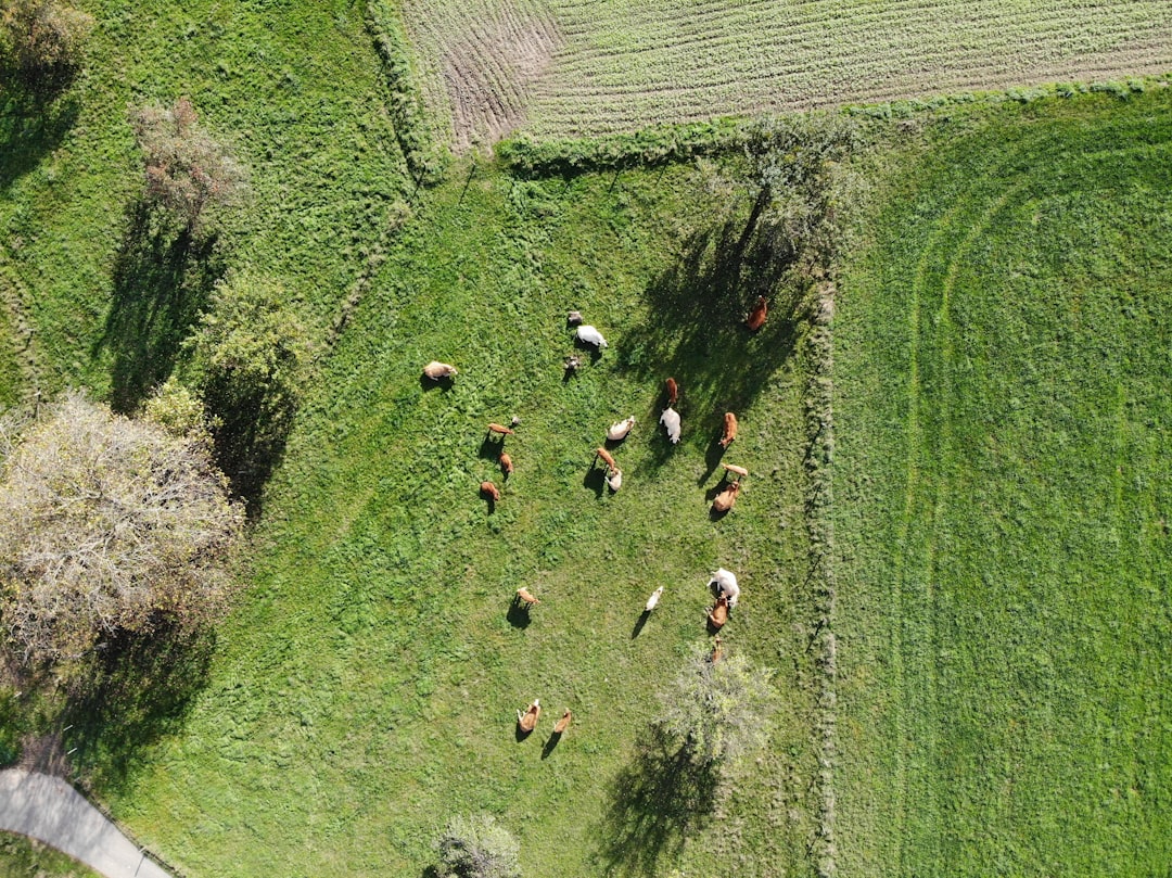 aerial photography of herd of animals in green pastyre