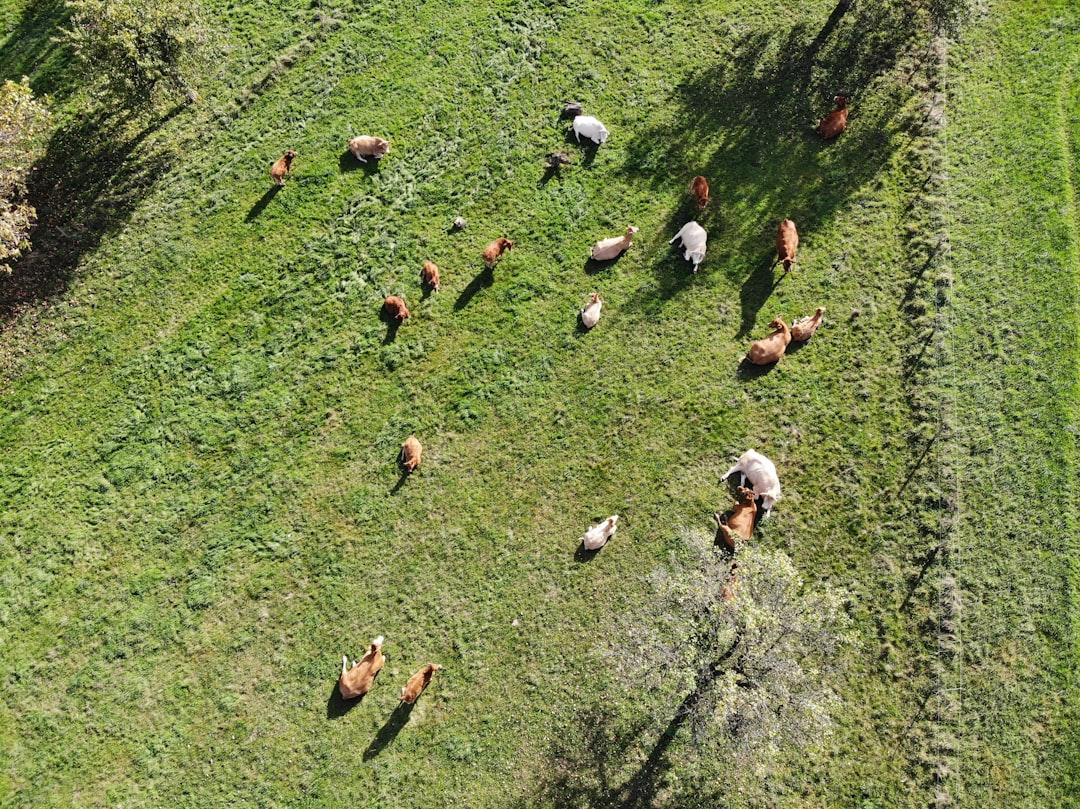 aerial view of animals on grassy field