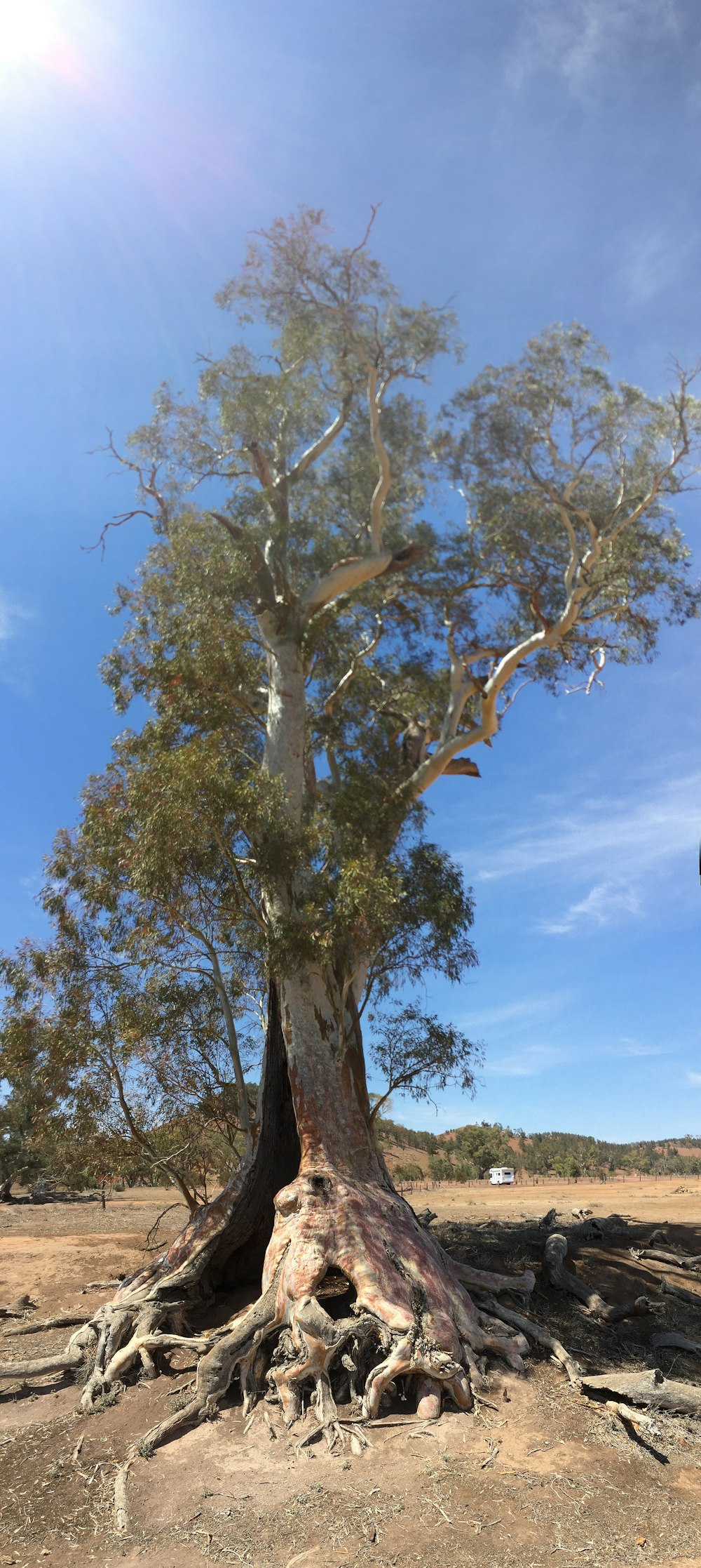 green-leafed tree under a calm blue sky during daytime