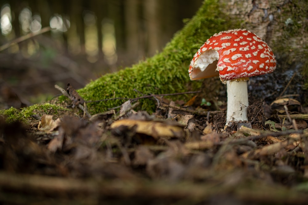 white and red mushroom in the ground