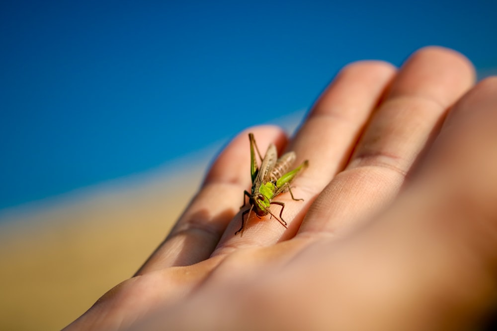 selective focus photography of green grasshopper