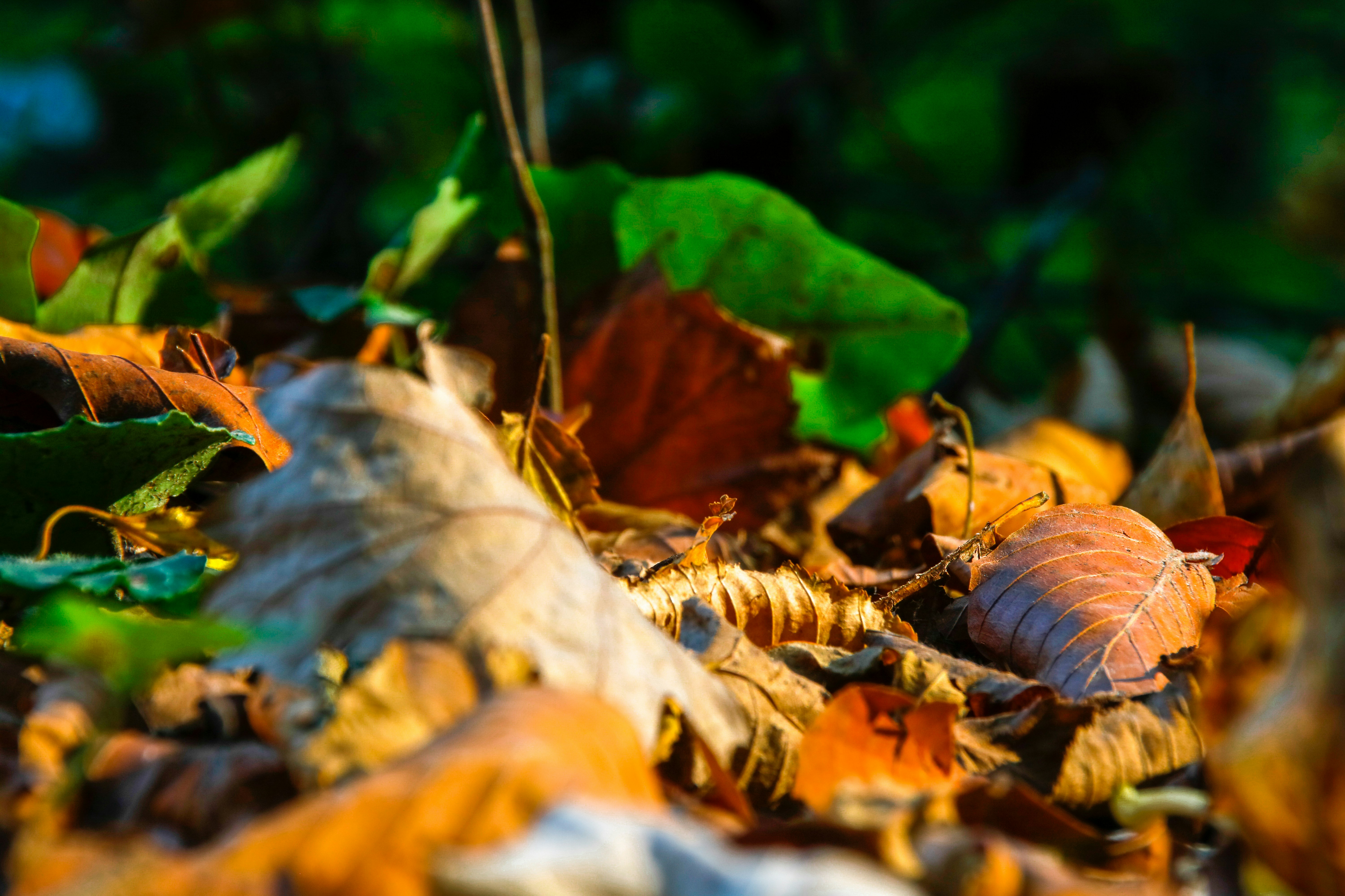 Photo by ovidiugruescu