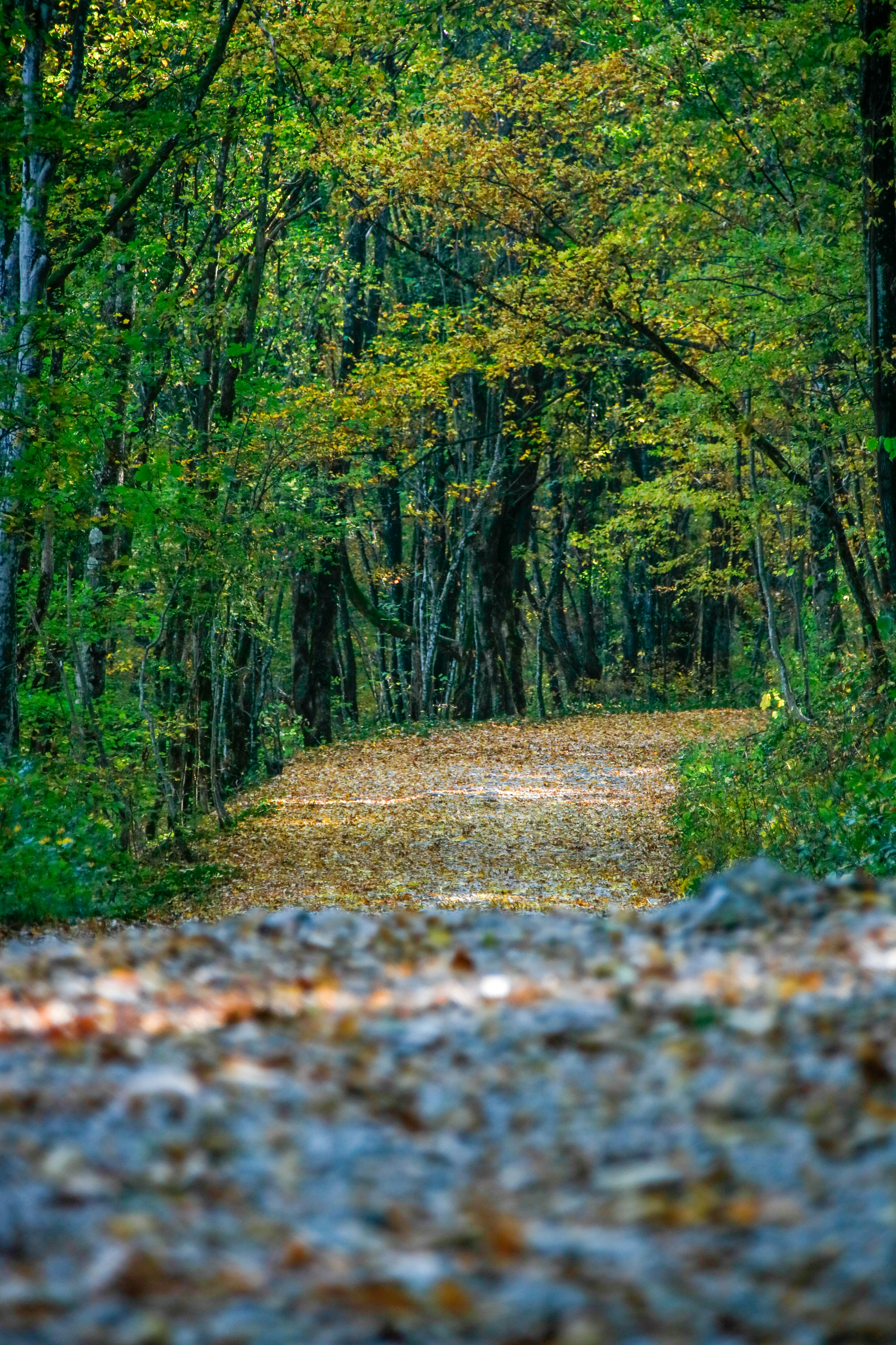 Photo by ovidiugruescu