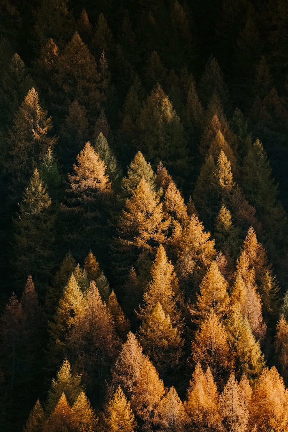 orange fern trees in a forest