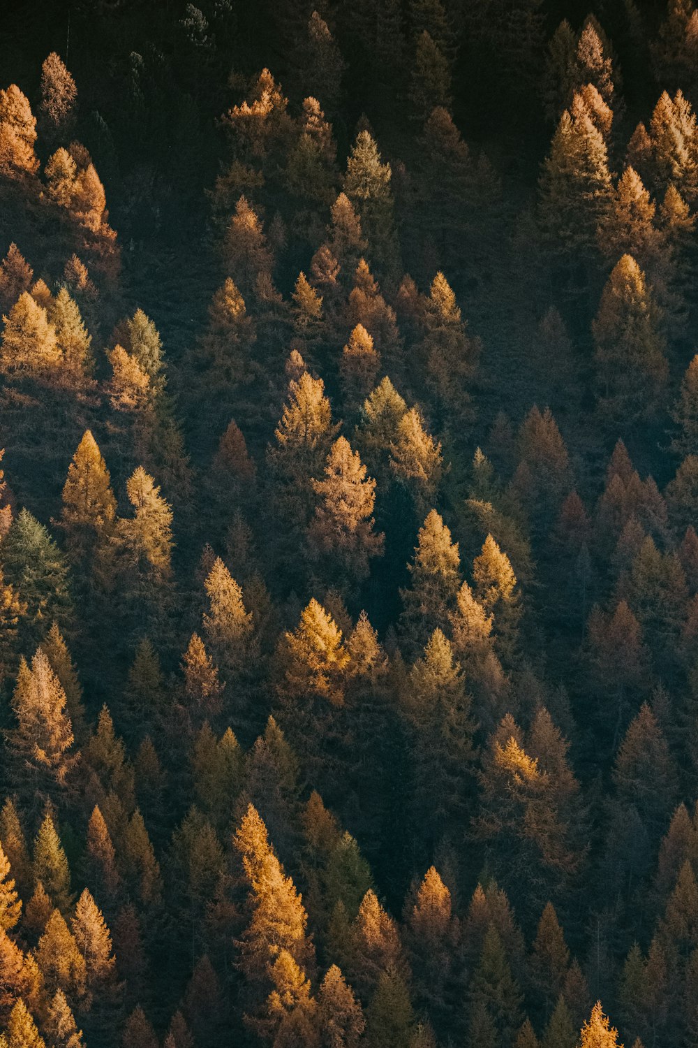 orange and green fern trees in a forest