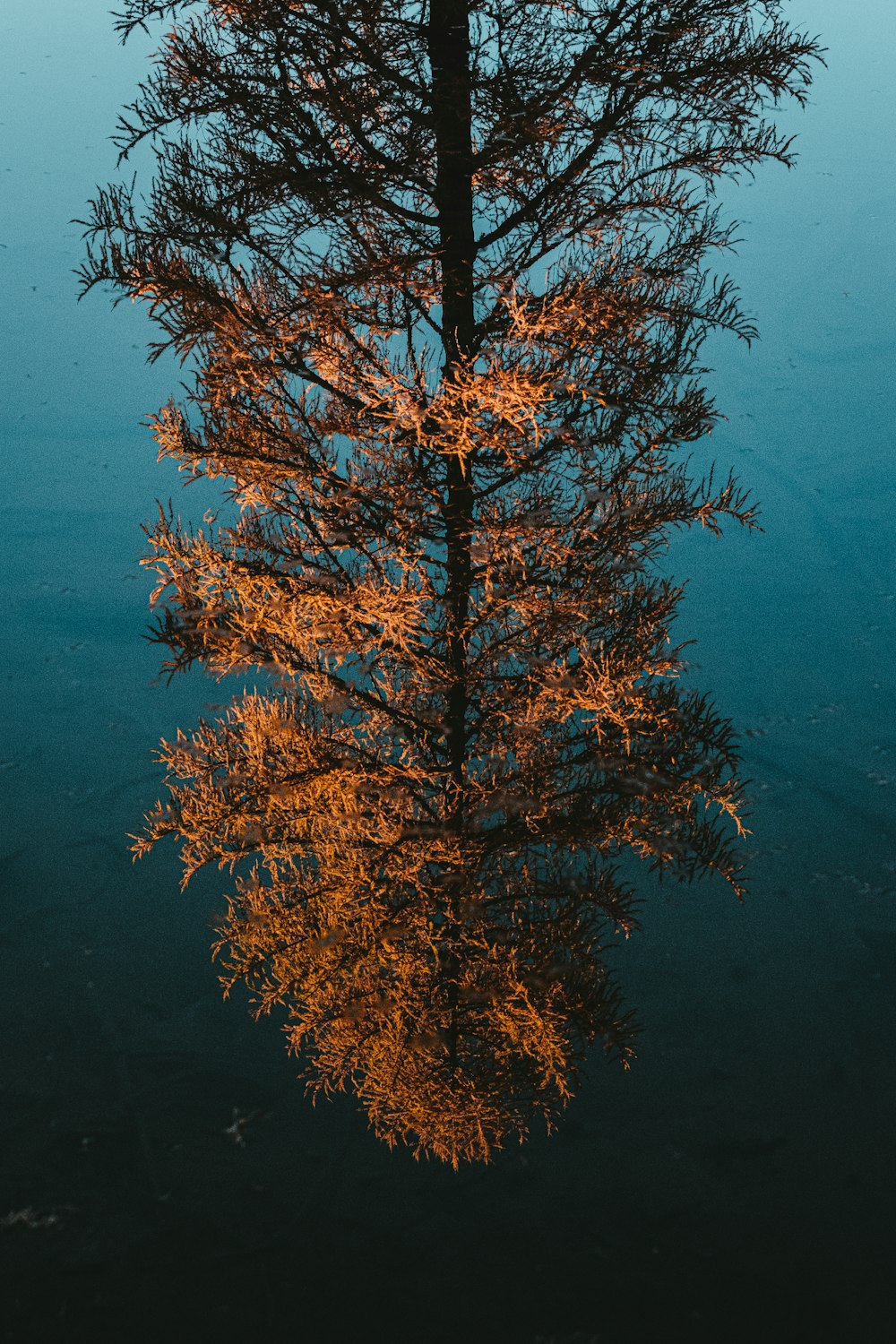 orange leafy tree