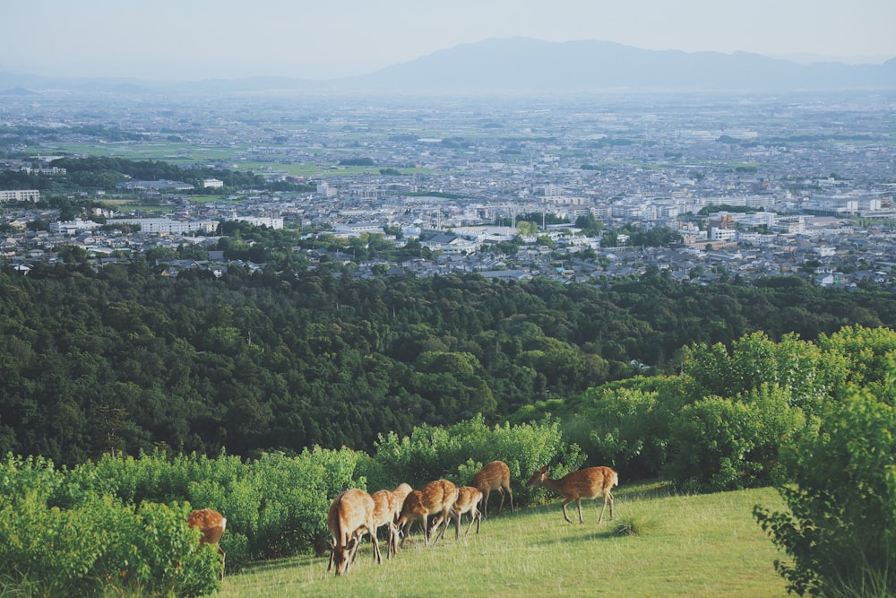Manada de ciervos en las montañas con visión general de la ciudad