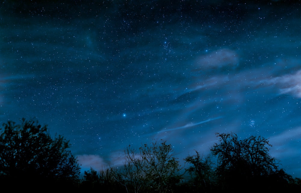 céu azul sob árvores