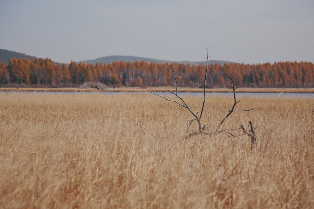 bare tree in grass field