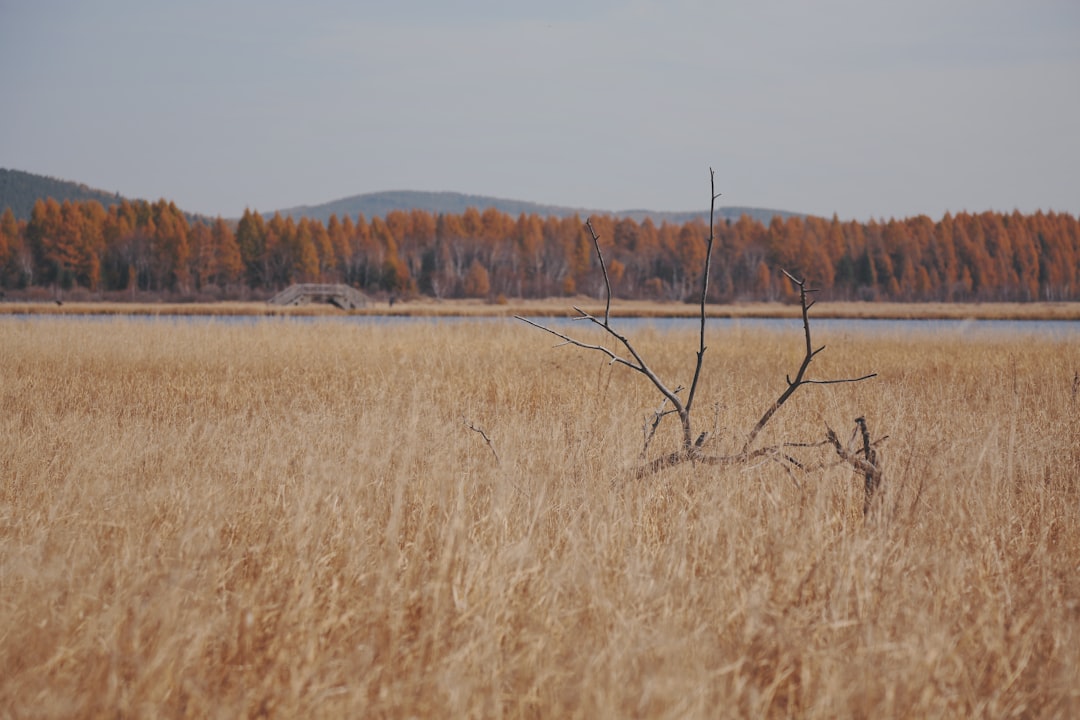 bare tree in grass field, Survive in the wilderness.