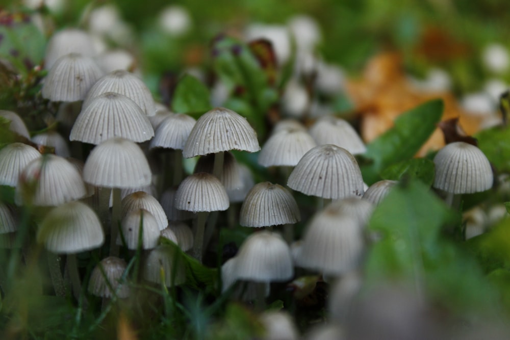group of white mushrooms