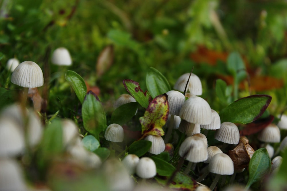 group of white mushrooms
