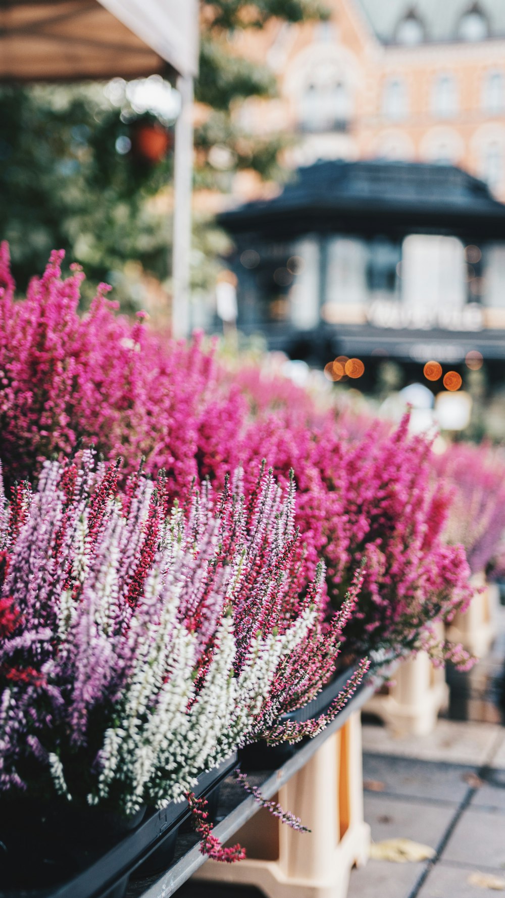 purple flowers blooming