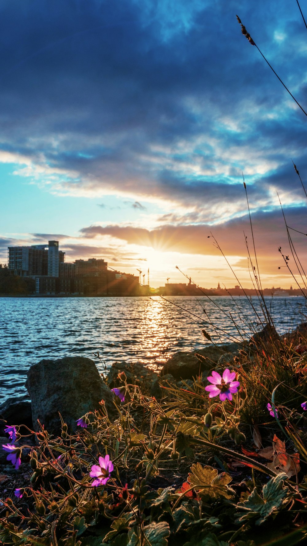 body of water near high-rise buildings with purple flowers under golden hour