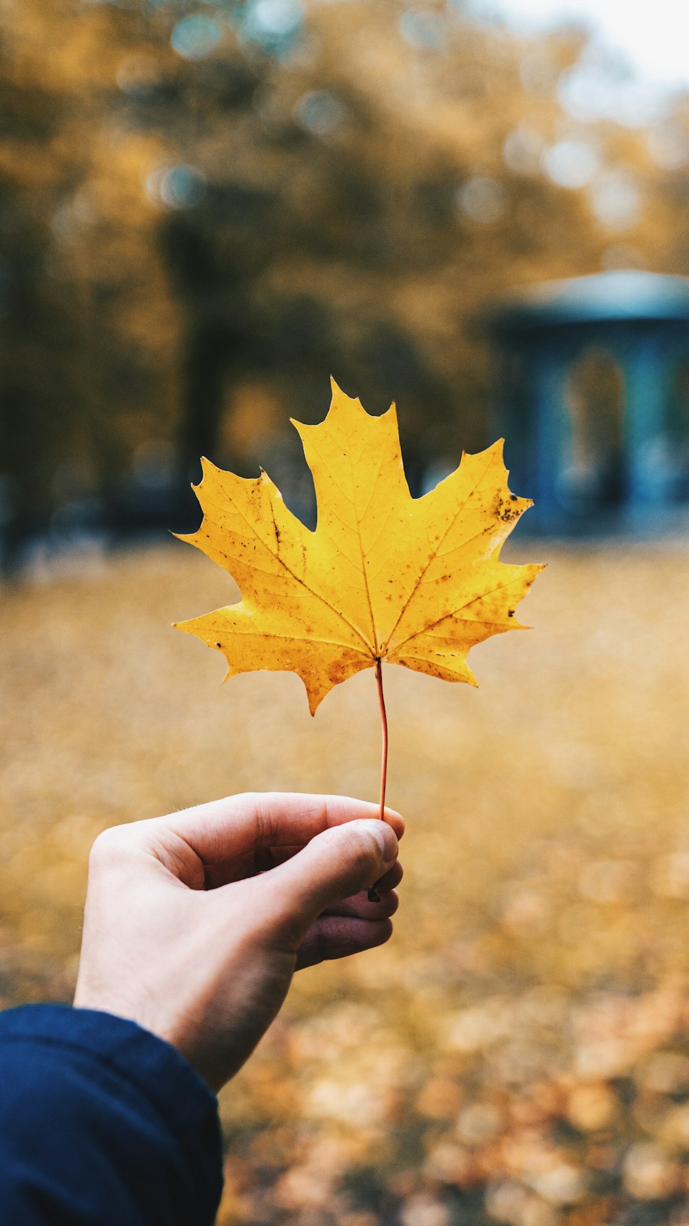 one yellow leaf