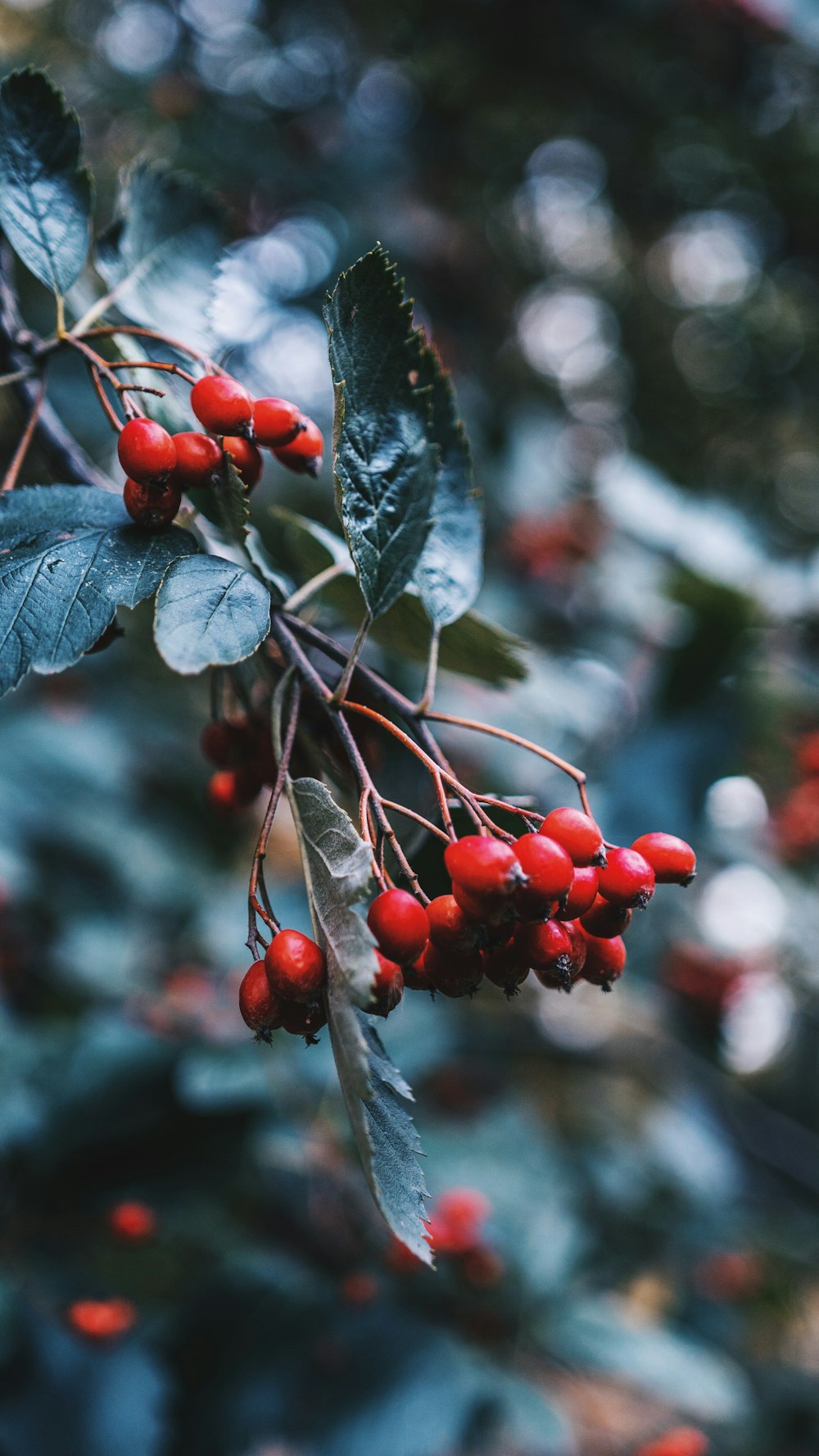 red cherries on braches