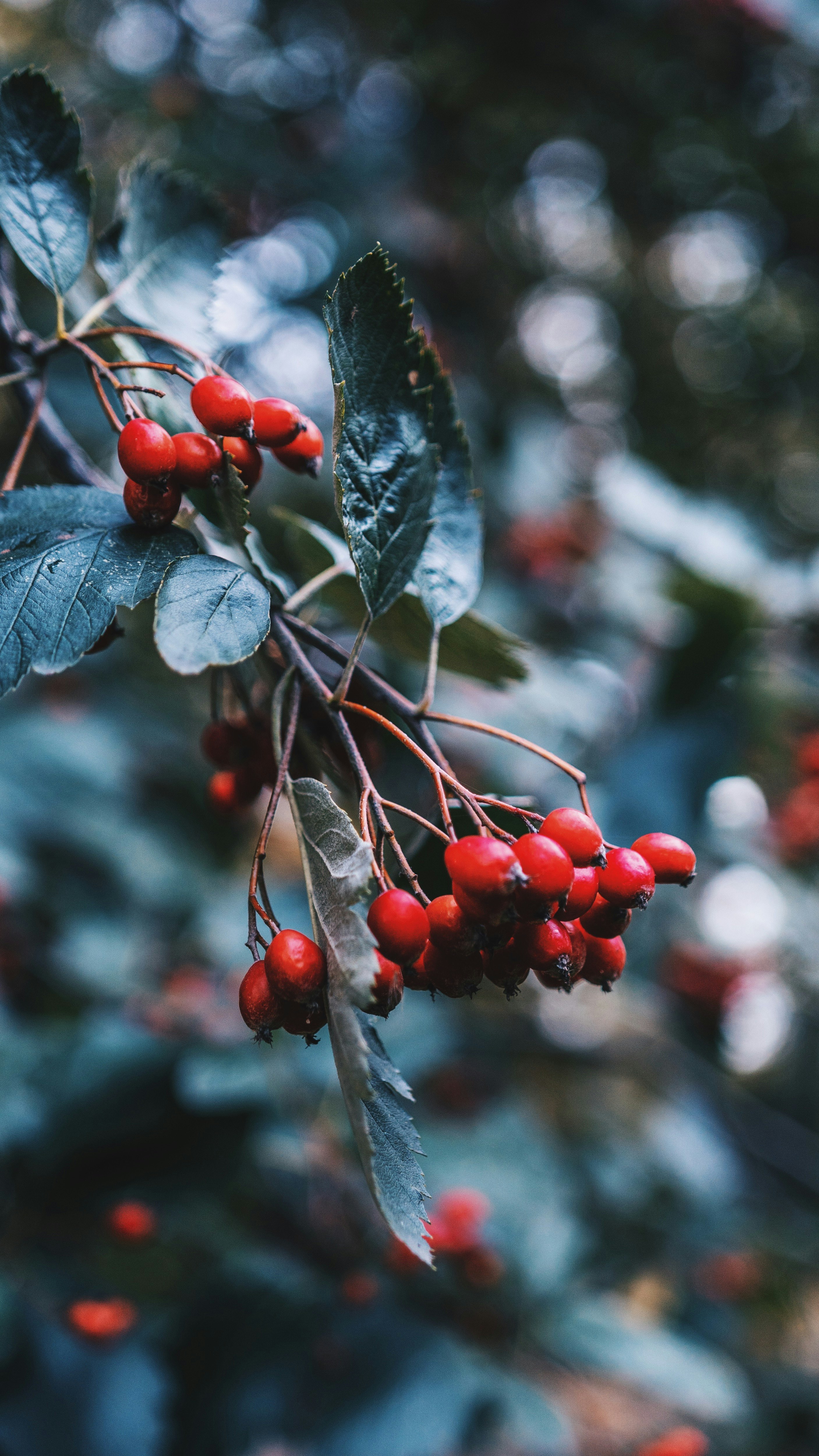 red cherries on braches