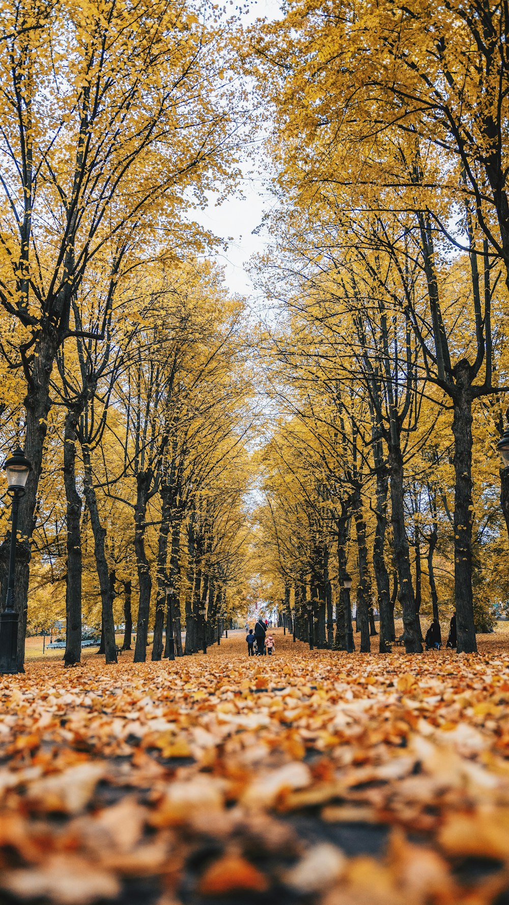 arbres à feuilles vertes pendant la journée